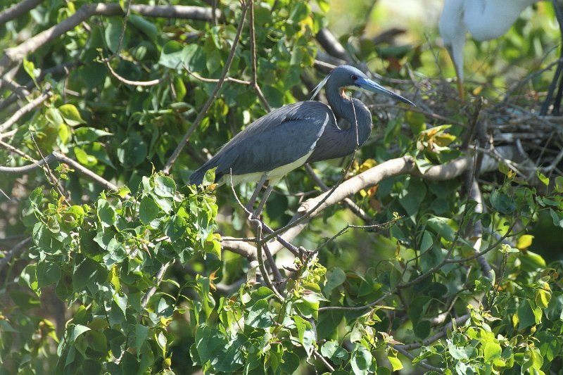Tricolored Heron High Island_2010_04_24_3754.JPG